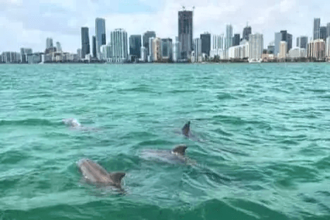 Dolphins swimming in Biscayne Bay with Miami in the background